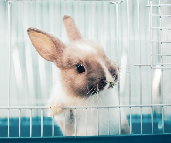 うさぎの飼い主さんから意外とよく聞く うちの子抱っこ出来ない問題 ふうたの飼い主