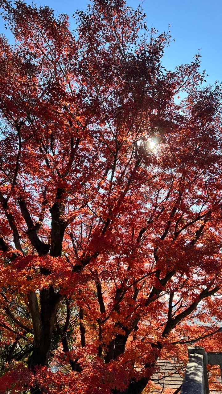 紅葉🍁の季節🍁みんなで雑談＆ライブトーク