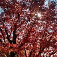 紅葉🍁の季節🍁みんなで雑談＆ライブトーク