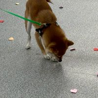 2026.2.11 Sniff&Go 鈴村浴槽