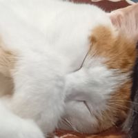 阿吉喵喵