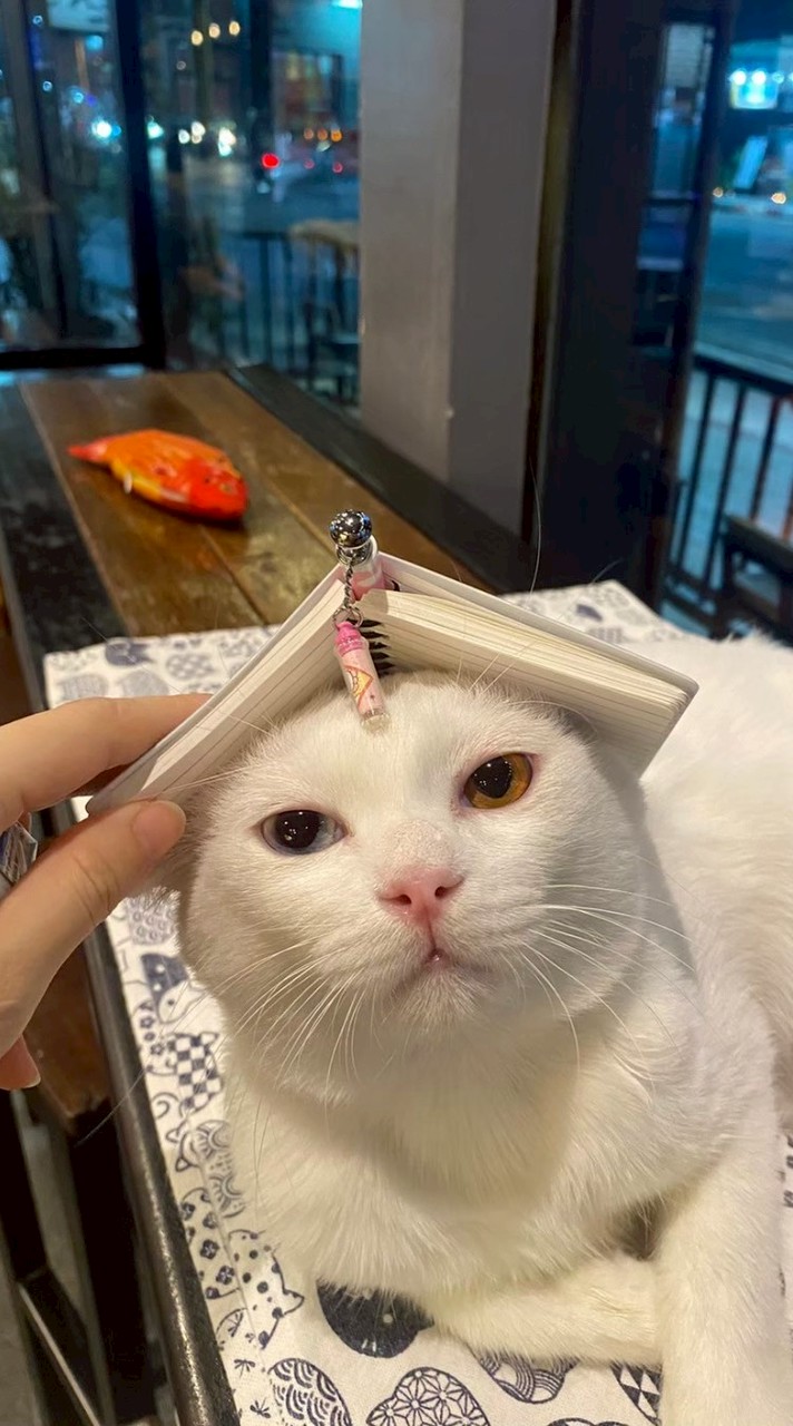 Cat 'n' a cup