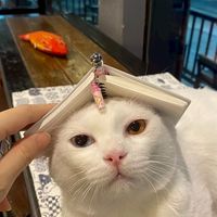 Cat 'n' a cup