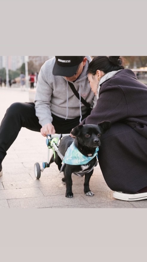 狗🐕輪椅電商 dog wheelchair shop