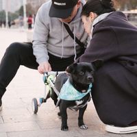 狗🐕輪椅電商 dog wheelchair shop