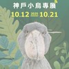 小湘的羽毛世界   🐥 人類討論甜食的模式已啟動🐥