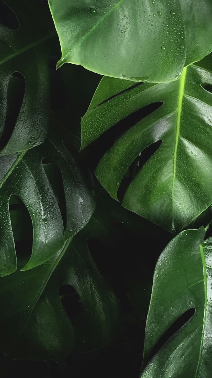 植友交換日記🌿