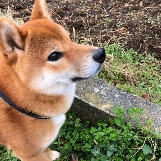 排泄後に後ろ足で地面を蹴る 犬 実はこだわりの理由が いぬのきもちnews