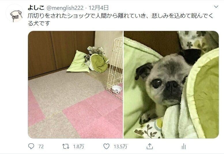 爪切りに怒って にらみをきかすパグ犬の過去