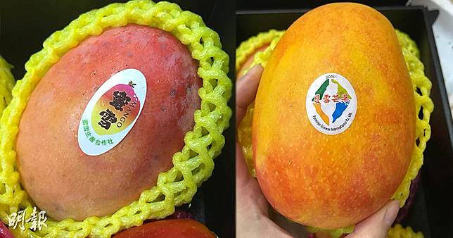 蜜雪芒果有何特別 果商教路 外皮淺粉紅帶獨特花香 明報 Line Today