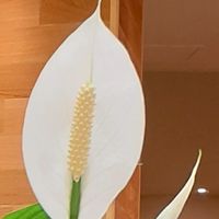 ①60～70才前後の専業主婦女性②夫お子さんお孫さん有り③トーク時間朝8時から夜8時までOKの方