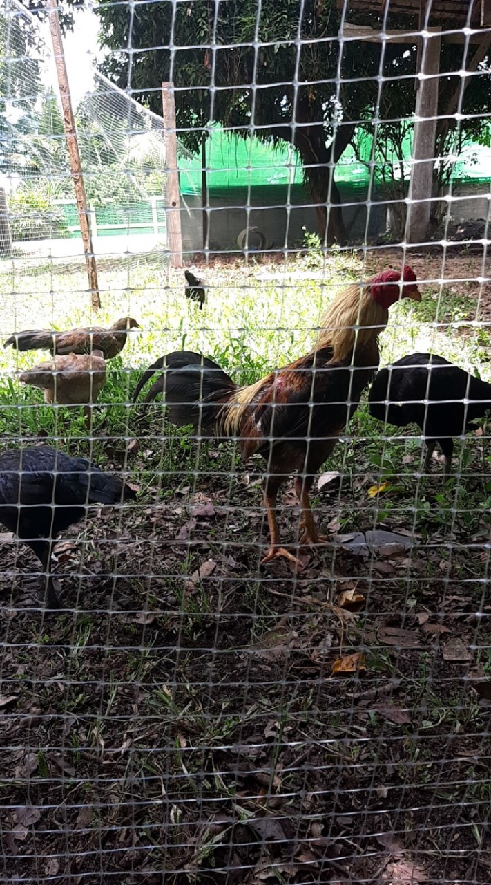 ไก่ชนพม่า