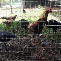 ไก่ชนพม่า