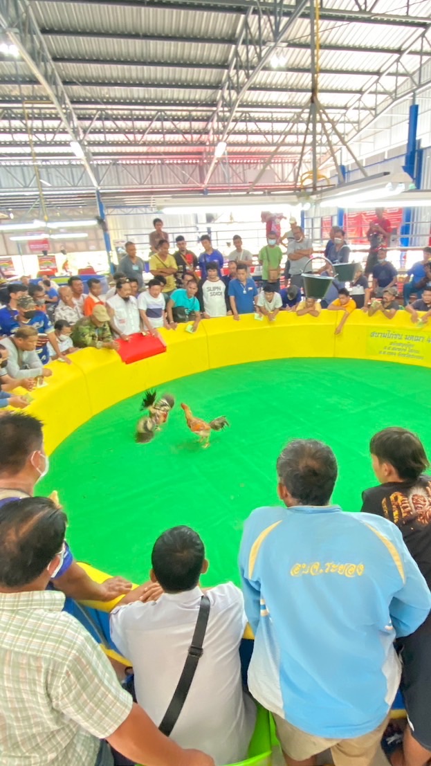 สนามชนไก่มาบตาพุด 456 (มดเมา)
