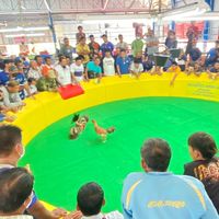 สนามชนไก่มาบตาพุด 456 (มดเมา)