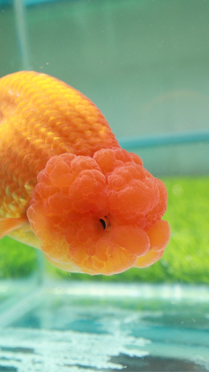 HappyPriceNiceFishWithSAMROS บิดน้อยแต่ปลาใหญ่