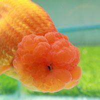 HappyPriceNiceFishWithSAMROS บิดน้อยแต่ปลาใหญ่