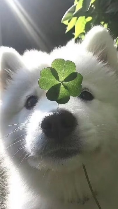 一些cortis小飯制⌯>ᴗ<⌯💓