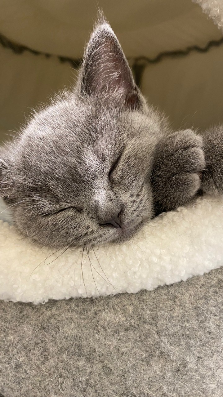 🐈‍⬛