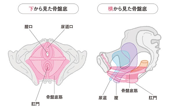 尿漏れ 頻尿を自分で治す 骨盤底トレーニング ハルメク365