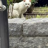 絵描きの集いッッ！初心者大☆歓☆迎☆