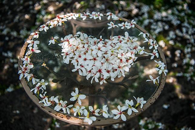 圖片提供/嘉義市政府觀光局