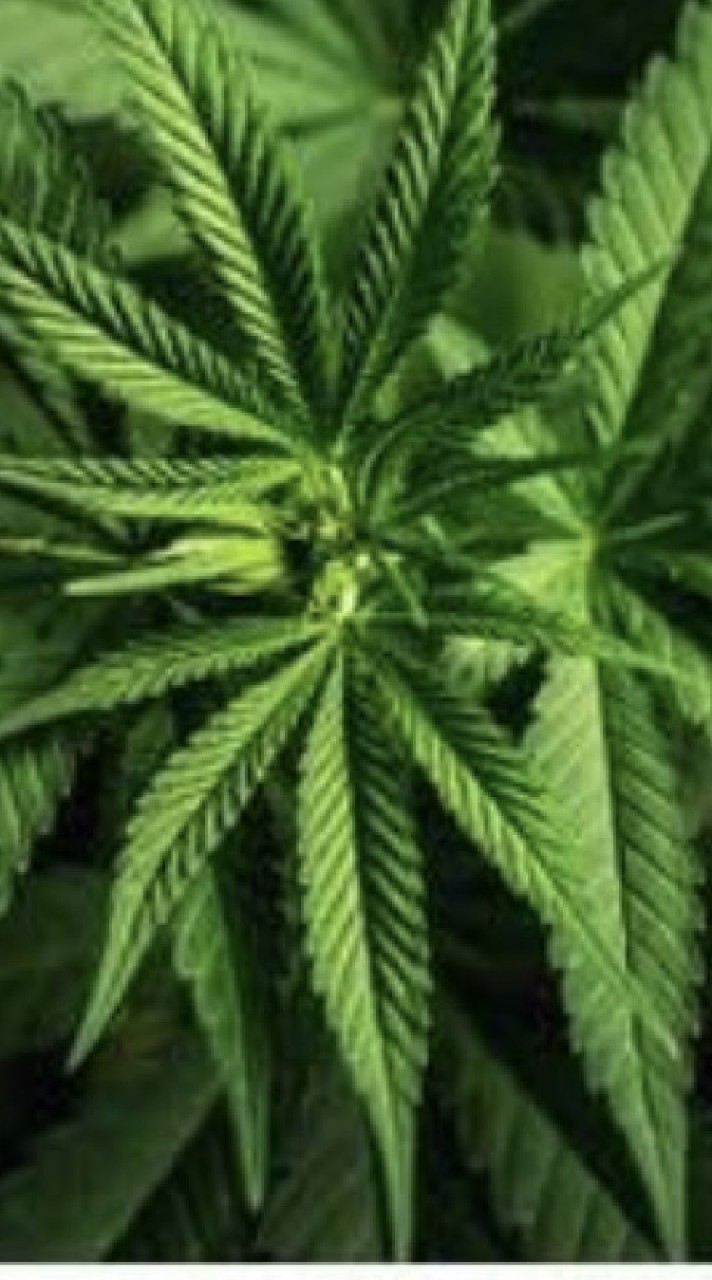 💨💨☘️🌱GM. Grower 🌱☘️💨💨