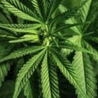 💨💨☘️🌱GM. Grower 🌱☘️💨💨