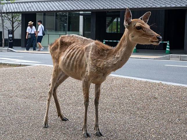 ▲奈良鹿少了遊客餵食，讓部分「仙貝成癮」的小鹿瘦成皮包骨。（圖／翻攝自《產經新聞》）