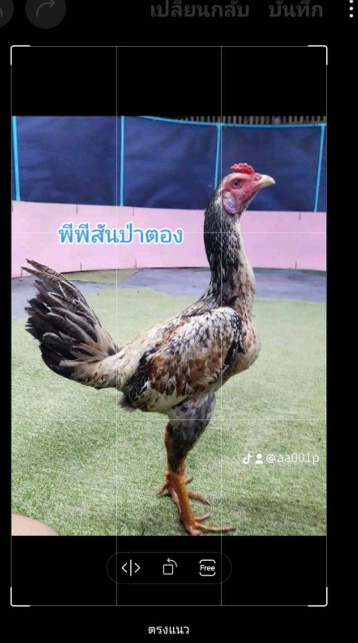 ซุ้มไก่ชนพีพีสันป่าตอง