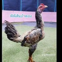 ซุ้มไก่ชนพีพีสันป่าตอง