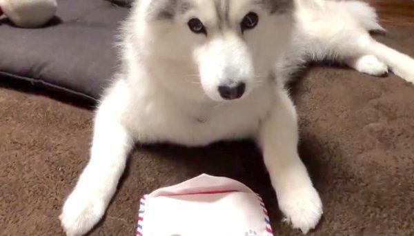 おやつを食べたいハスキー 食べたいんだが と訴える姿に爆笑