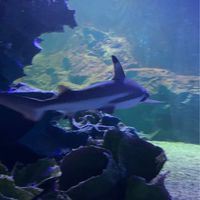 ⊹ ｡ ตัวแทนขายแอพคุณฉลาม🦈 ⋆･ﾟ ༘ *
