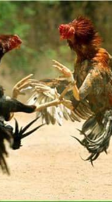 กลุ่มซื้อขายไก่ชน​ ไก่ใหม่​ ไก่คัดผ่าน