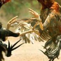 กลุ่มซื้อขายไก่ชน​ ไก่ใหม่​ ไก่คัดผ่าน