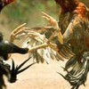 กลุ่มซื้อขายไก่ชน​ ไก่ใหม่​ ไก่คัดผ่าน