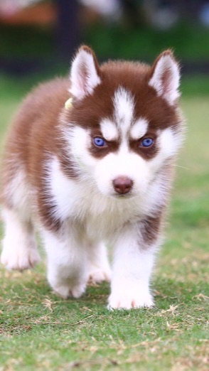 冬小弟的娛樂活動（東山場）