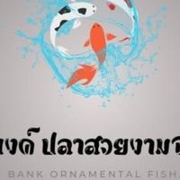 กลุ่มจำหน่ายปลาสวยงาม @แบงค์ปลาสวยงามBJ.