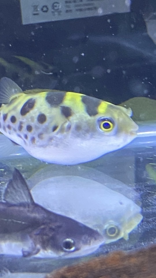 威澈水族 台中淡水觀賞魚批發/交流