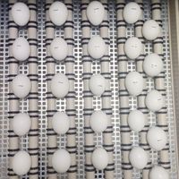 孵蛋機、鸚鵡蛋、人工孵化