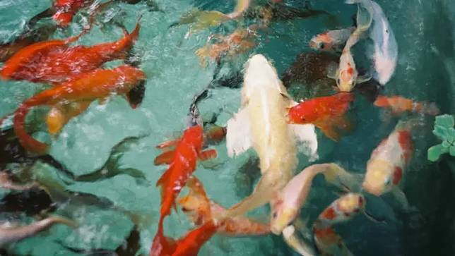 7 Arti Mimpi Ikan Mas Yang Membawa Pertanda Baik Fimela Line Today