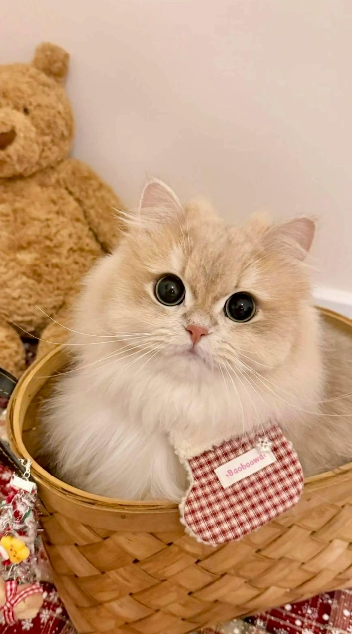 ｡⁠.ﾟ⁠+⁠ ⁠.⁠｡⁠*貓☆ﾟ⁠.⁠*⁠･⁠｡ﾟ