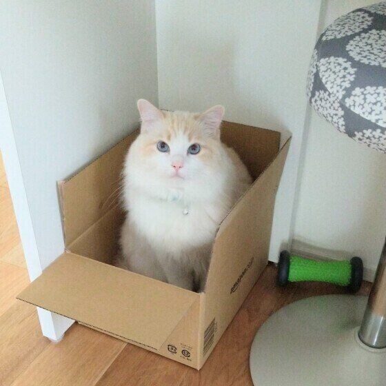 いろいろな所で密着中 狭い場所やくっ付くのが好きな理由