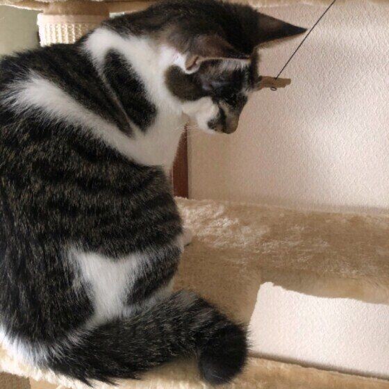 猫好きなら知っていて当たり前 約９割の猫好きが知っていると回答の かぎしっぽ