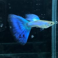 魚庄水族、孔雀魚分享、魚缸系統缸訂製