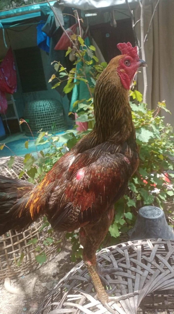 ต.ประตูดำ 111