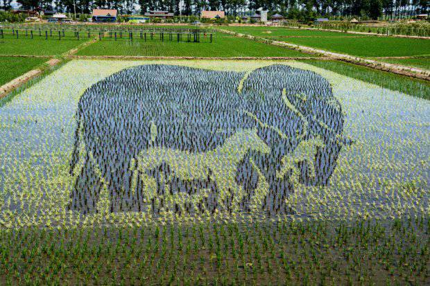 Petani Cina Ciptakan Karya Seni 3D Super Keren di Sawah!