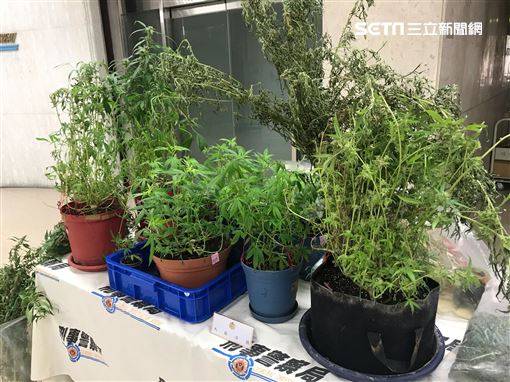 種大麻判刑5年以上　大法官宣告違憲