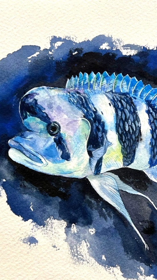 彣彣水族Wild Lake Tanganyika