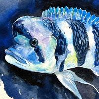 彣彣水族Wild Lake Tanganyika
